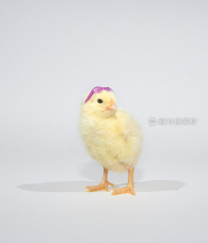 刚出生的小鸡，戴着太阳镜摆姿势