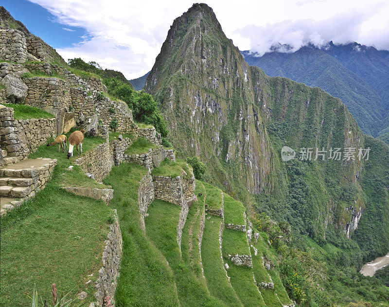 秘鲁马丘比丘的梯田和羊驼