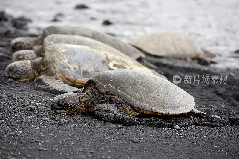 巨大的海龟，夏威夷Punaluu黑沙滩