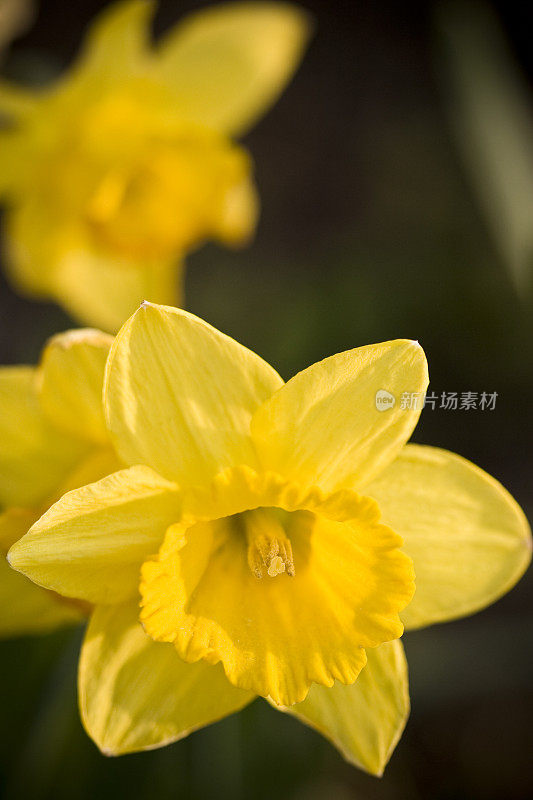 Daffodile系列