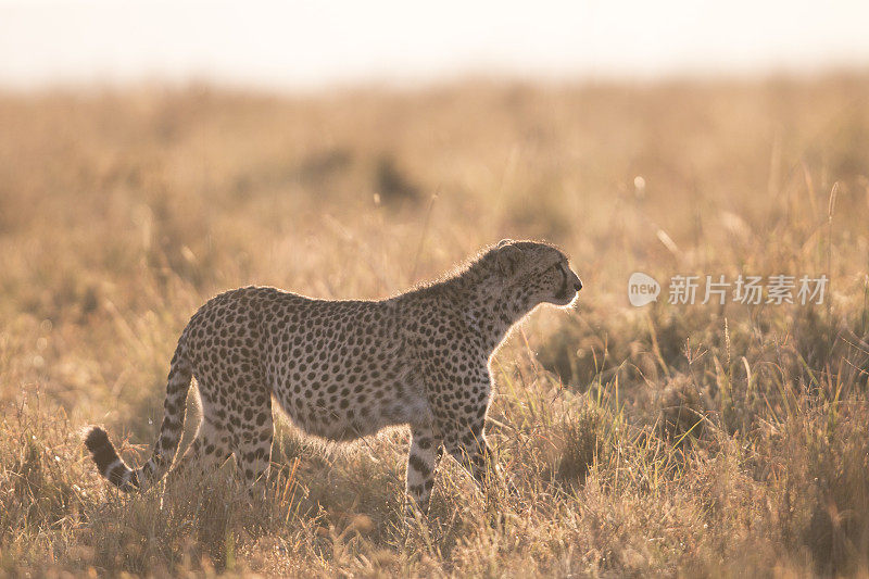 肯尼亚马赛马拉，行走的猎豹
