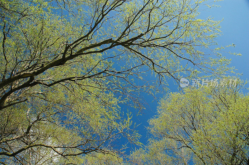 春天树木映衬着蓝天