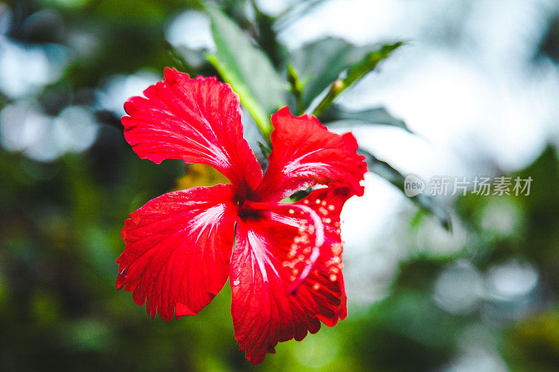 夏威夷的花