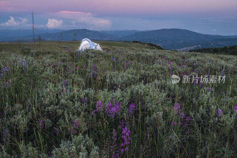 发光的帐篷在野花和山的背景