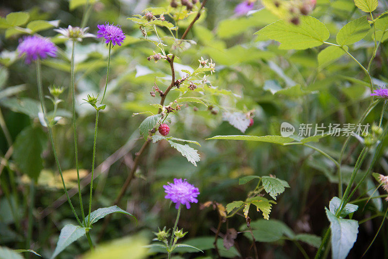 野生树莓布什