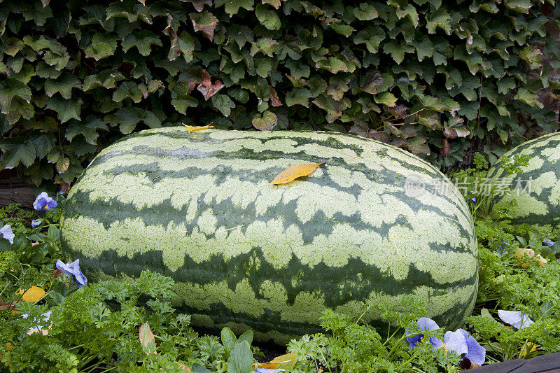 巨大的西瓜