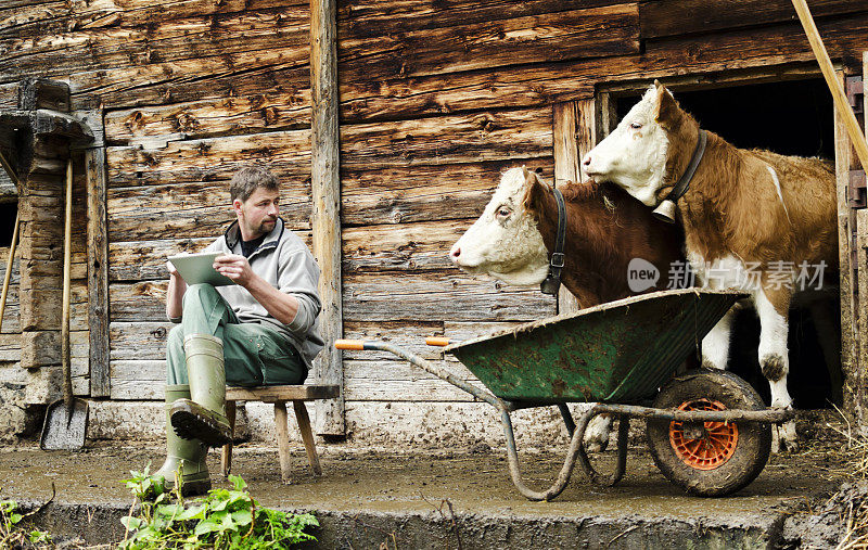 现代瑞士农民用数字平板电脑观察他的牛