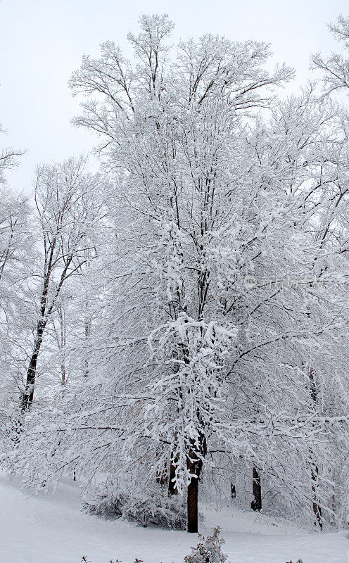 暴风雪中的雪覆盖树