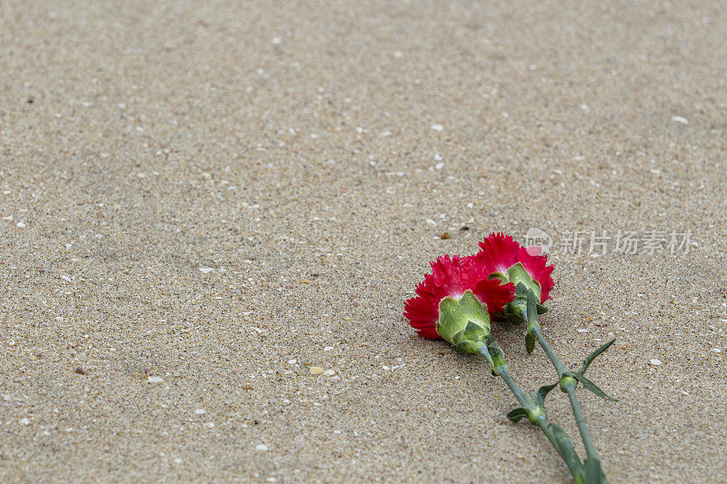 海滩弃花