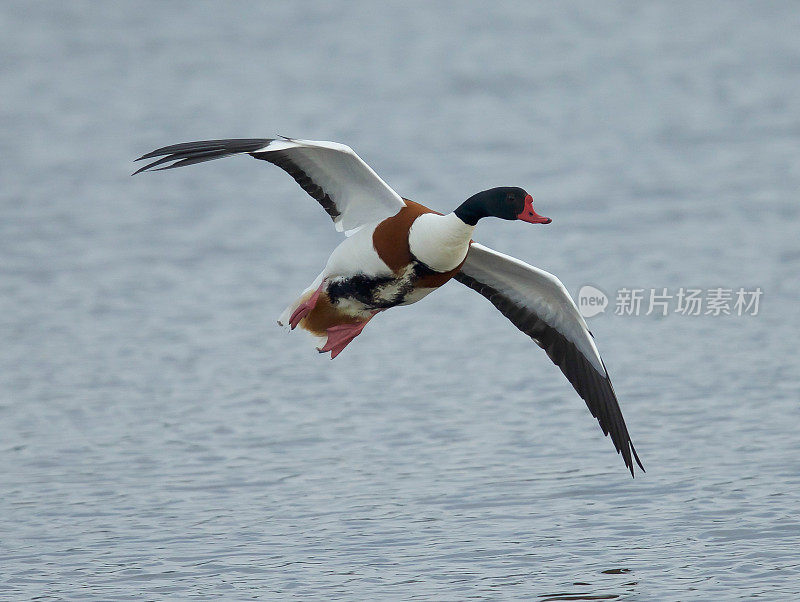 雌麻鸭