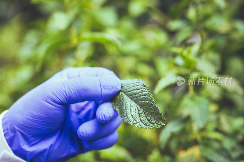 研究人员的手拿着薄荷叶