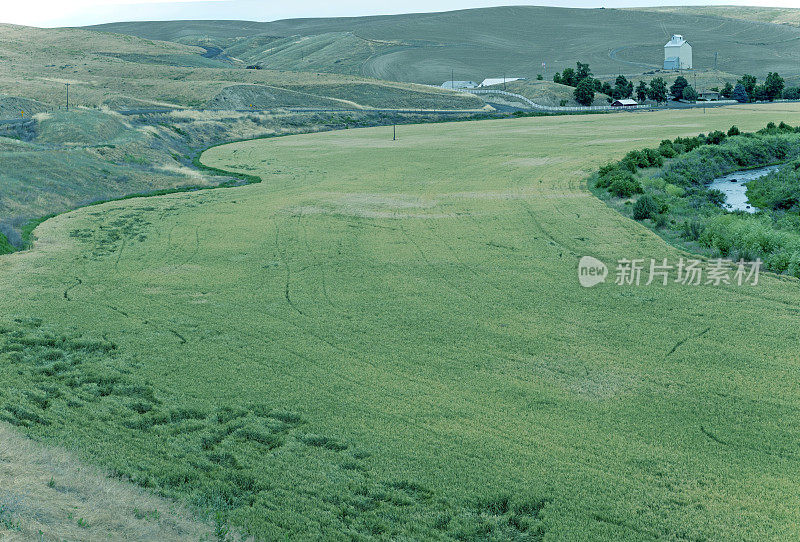 瓦拉瓦拉北部的麦田和小溪