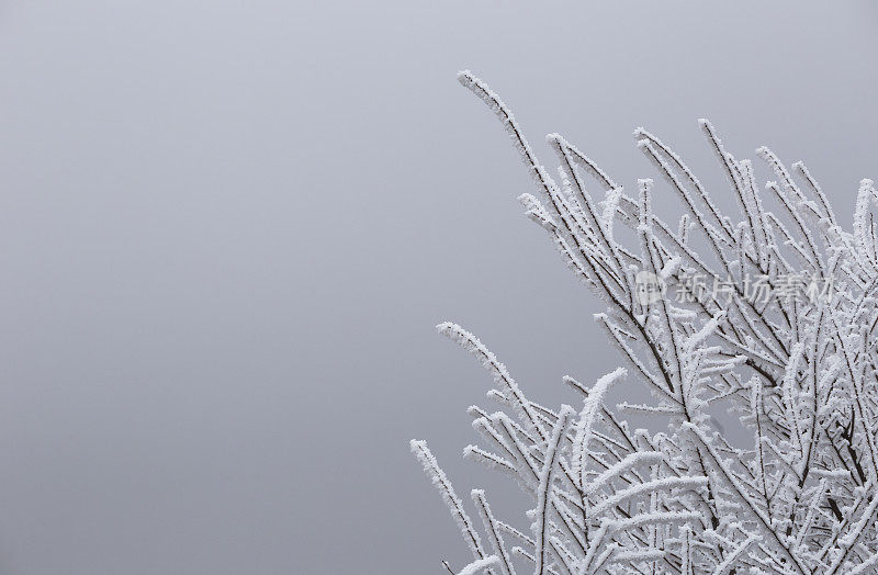 树枝上覆盖着霜雪