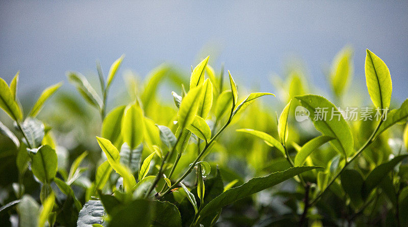 近距离观察印度芒纳种植园的茶叶