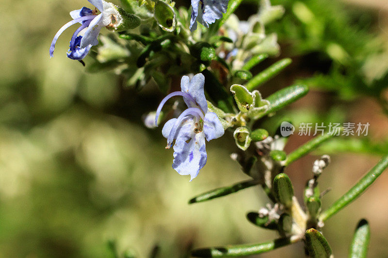 迷迭香之花