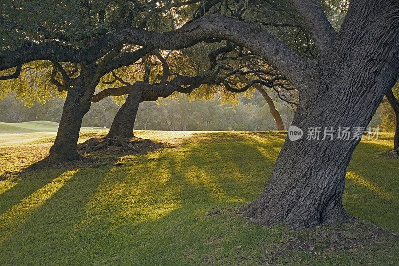 阳光穿过橡树