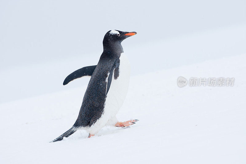 在南极洲雪地上行走的巴布亚企鹅
