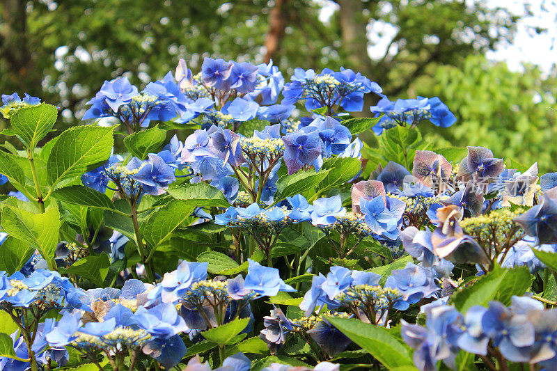 淡蓝色的绣球花的形象，花边绣球灌木，花园