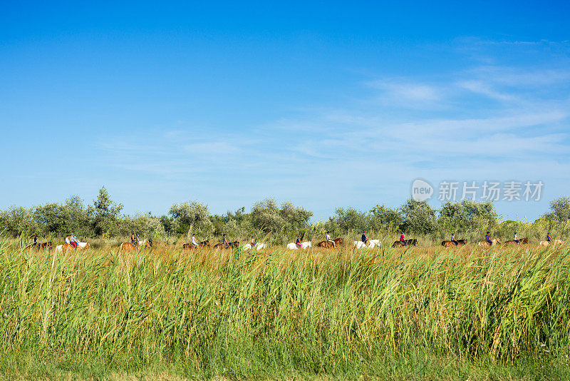 骑马在camargue