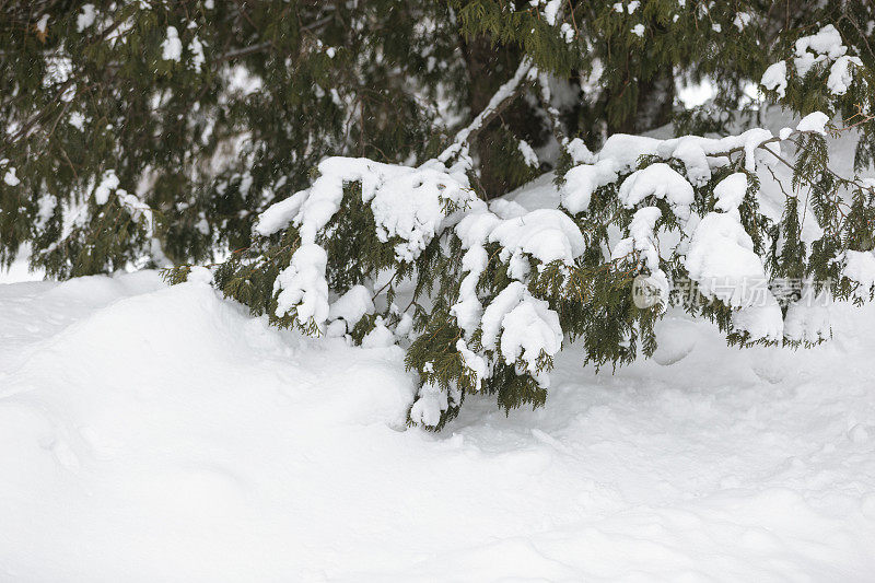 雪雪松树