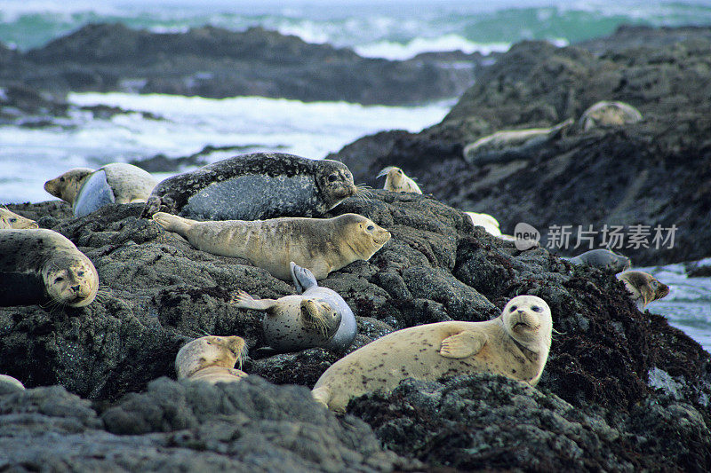 海狮牧场