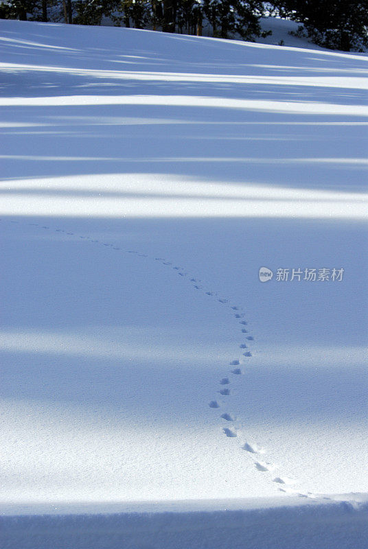 雪地上的动物足迹