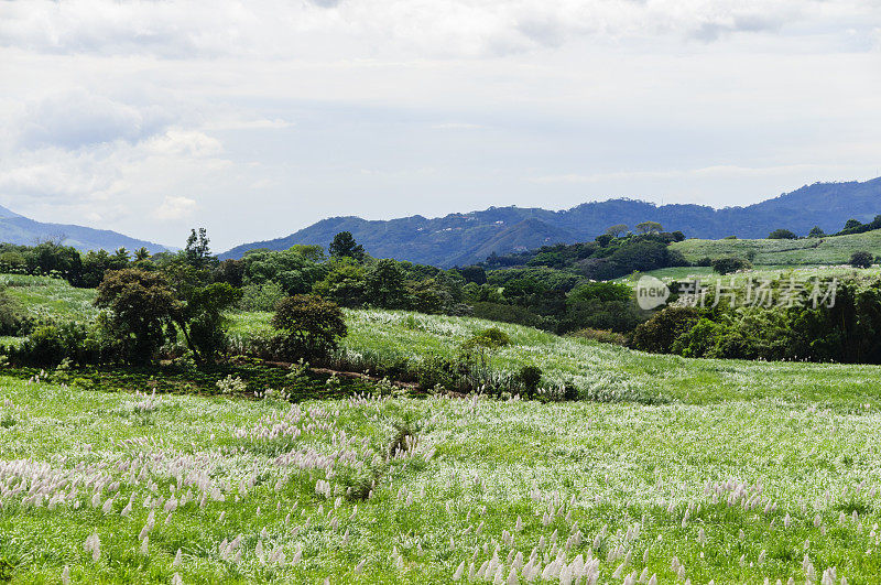 甘蔗种植园