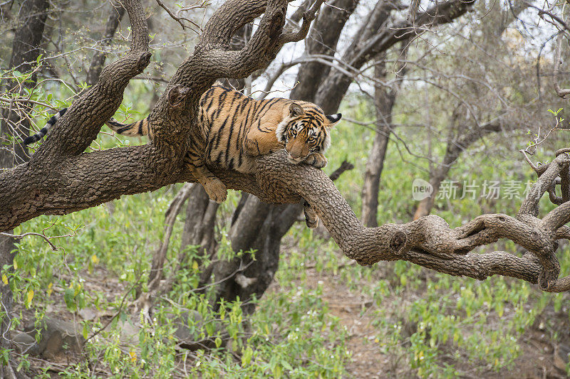 野生动物照片的孟加拉虎放松在树上