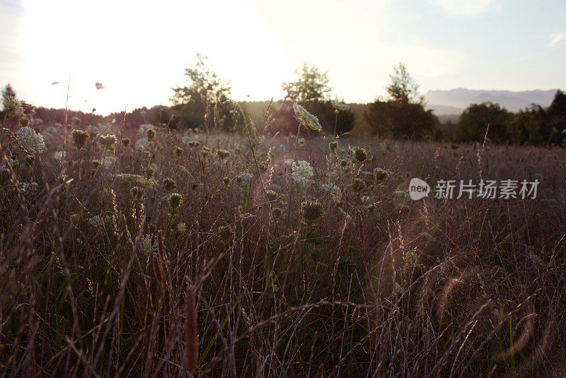 黄昏的夏日田野