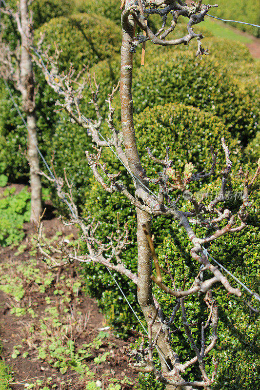 训练成果园篱笆的苹果树的图像
