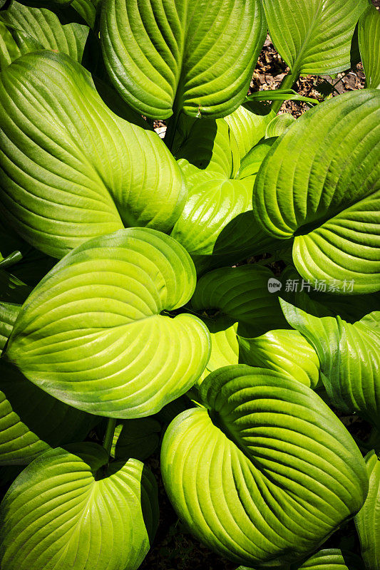 玉簪属草本植物叶子