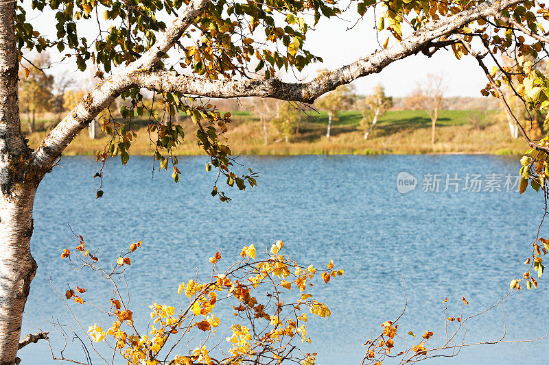 秋日俯瞰湖上的杨树和灌木