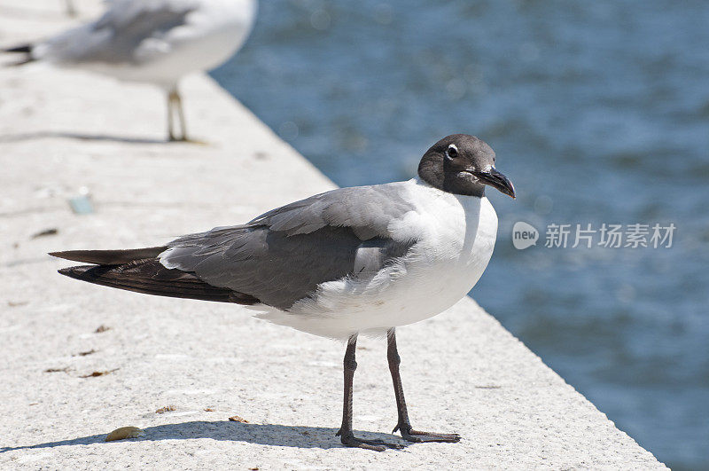 笑鸥卢科菲乌斯阿特里西拉