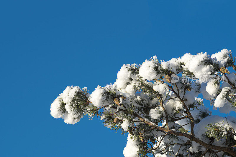 冬天，白雪覆盖了松树的树枝