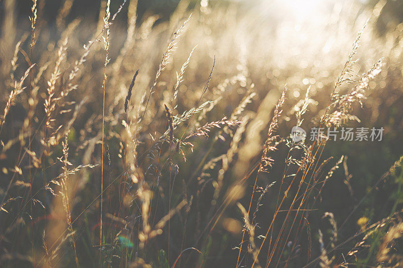 夕阳中的夏日草地