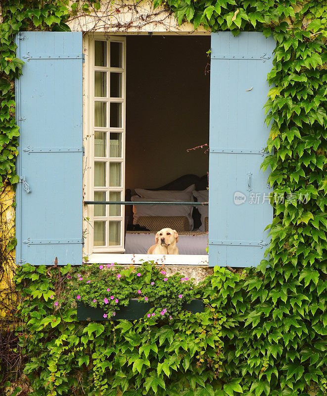 拉布拉多寻回犬