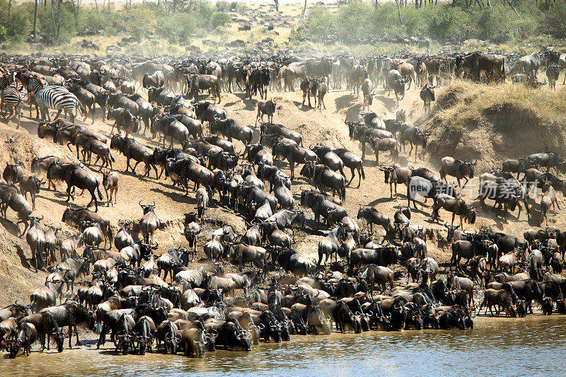 羚羊的大迁徙，马赛马拉，肯尼亚