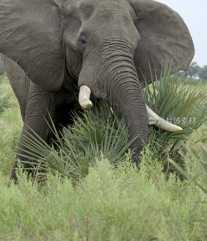 非洲大象吃棕榈叶