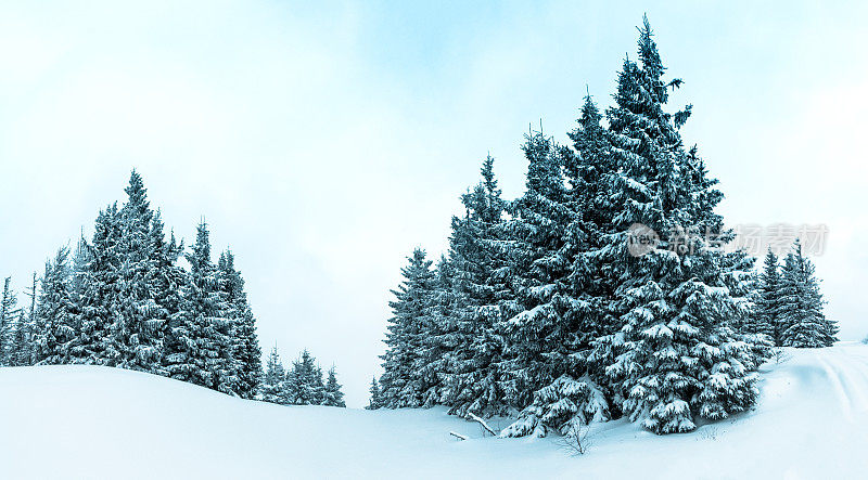 美丽的冬季景观和白雪覆盖的树木