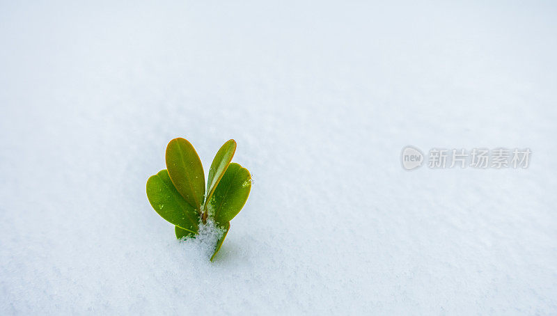 绿色的植物从冰雪中探出头来