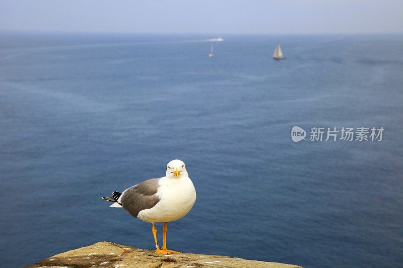 海鸟在看相机，帆船和田园诗般的维涅里港海岸线湾岸全景，雄伟的五线井，拉斯佩齐亚，意大利利古里亚