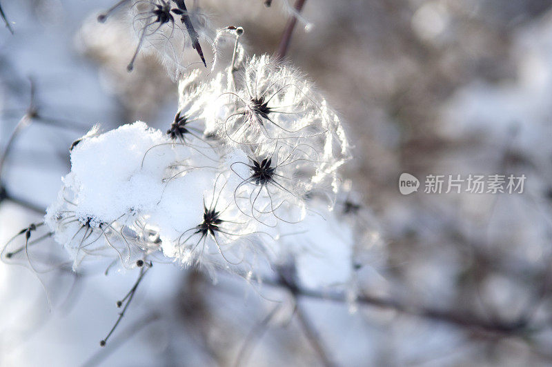 铁线莲又名老人胡子