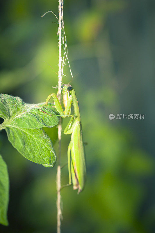 菜园里的螳螂