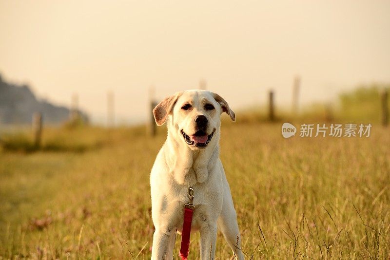 拉布拉多寻回犬