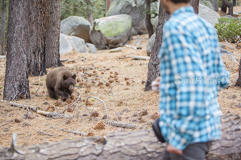 一名27岁的游客，正在约塞米蒂国家公园的森林里拍摄一只年轻的美洲黑熊