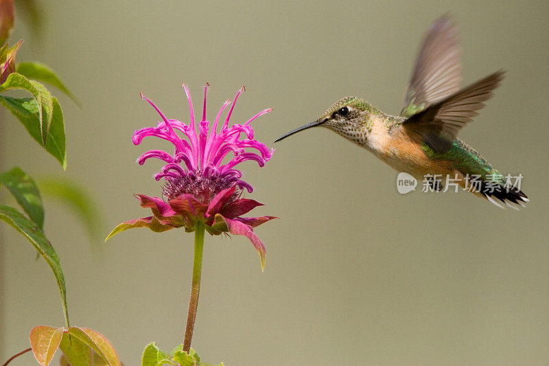 蜂鸟和蜂香花