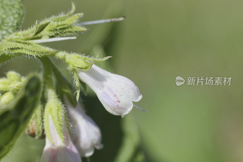 普通紫草属的粉红色花