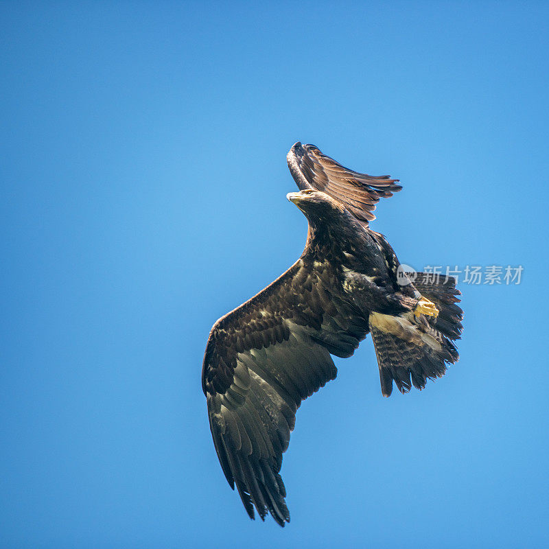 Mäusebussard，布特奥布特奥，欧亚秃鹰袭击