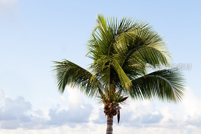 清晨阳光下的棕榈树