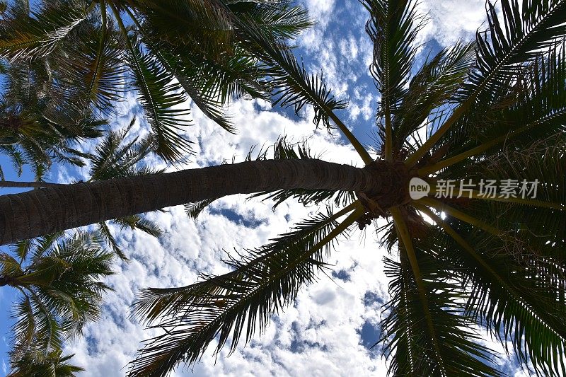 迈阿密海滩上的椰子树